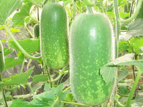 网红画家吃瓜图片大全