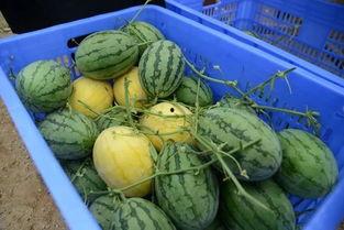 中山网红吃瓜群叫什么