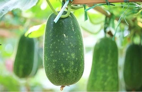 吃瓜网4,热门话题背后的真相与内幕