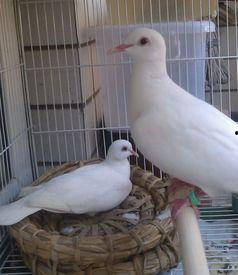 网红吃瓜鸽子是真的吗视频,真相揭秘还是炒作？