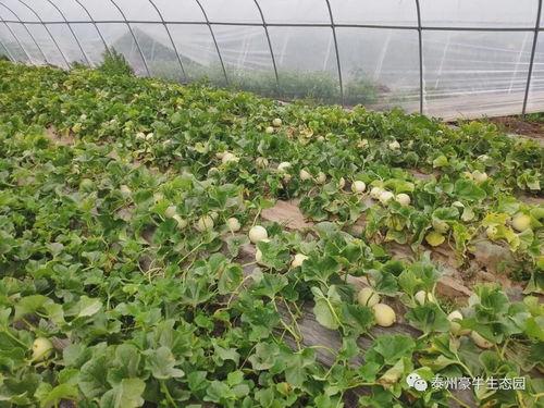 17操吃瓜网官网,带你走进热门八卦资讯的世界